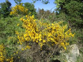 local wildflowers
