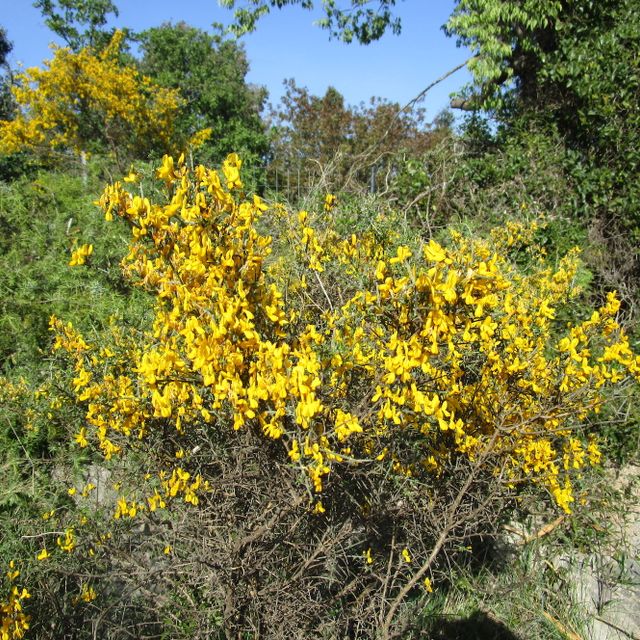 local wildflowers