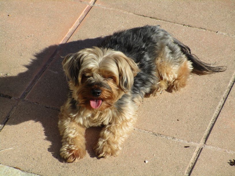 dog