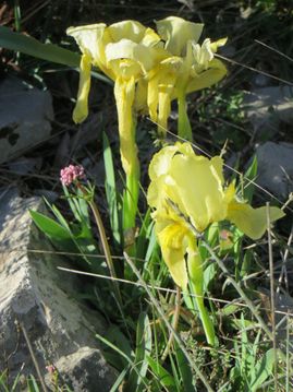 local wildflowers