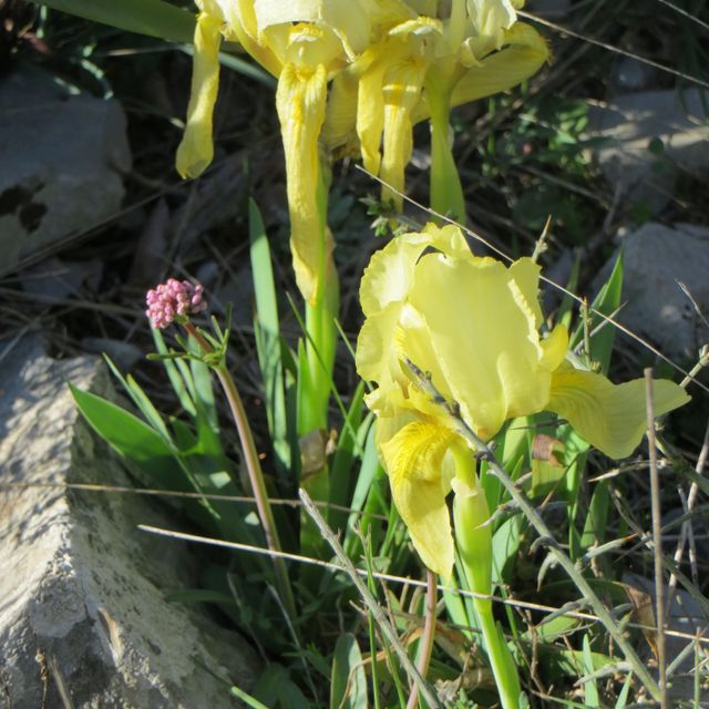 local wildflowers