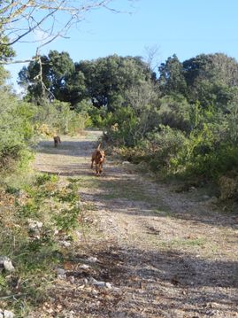 walking trails 