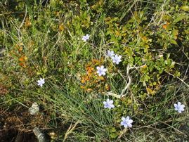 local wildflowers