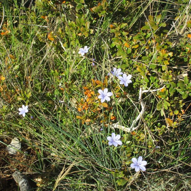 local wildflowers